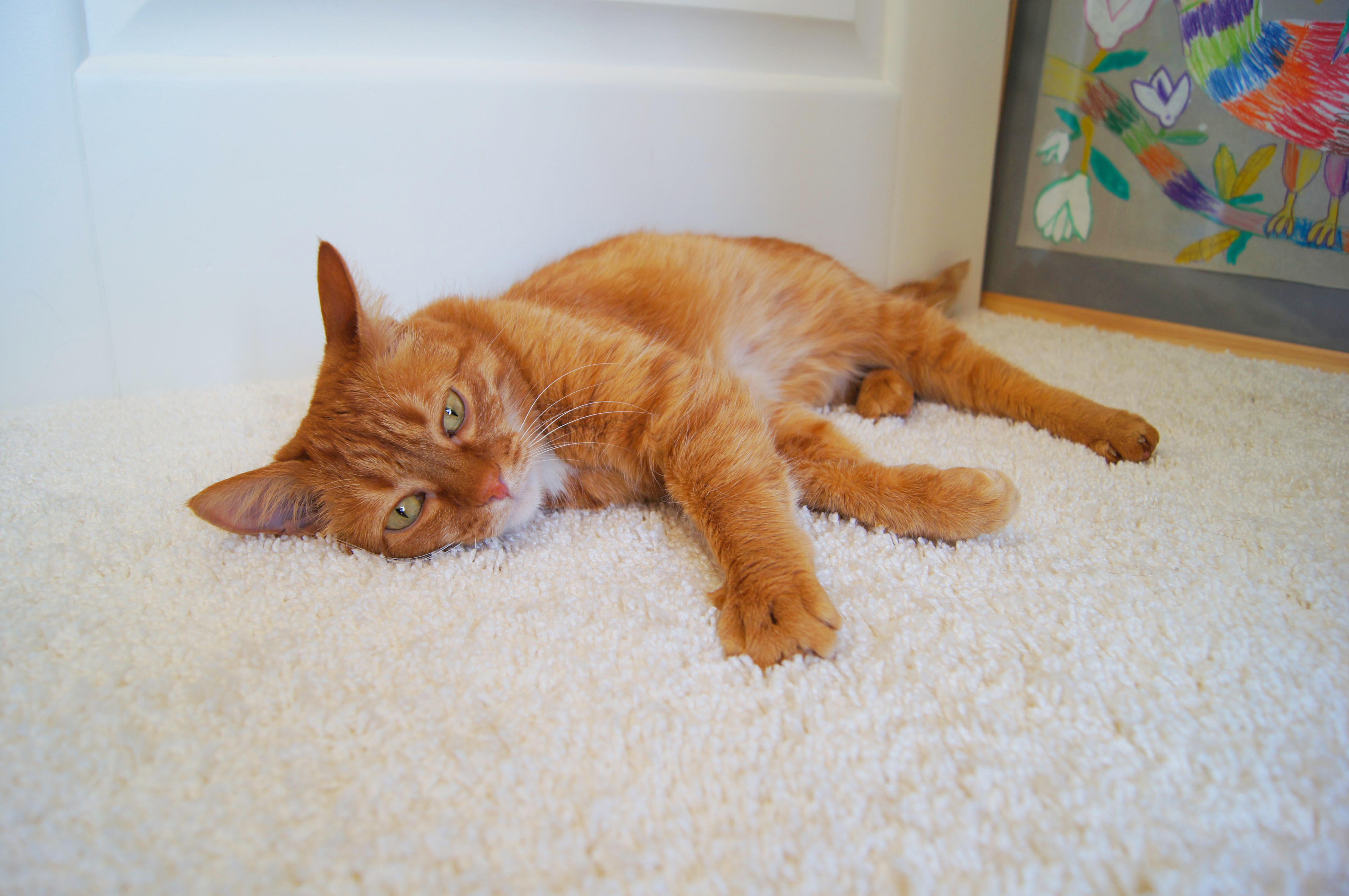 Ковролин "Зартекс" Amarena 140 бежевый (4м) — купить в Дзержинске